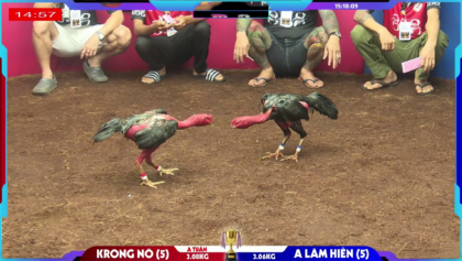 Gà chọi của anh Lâm Hiền Đắk Lắk