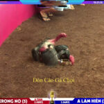Video Clip Đòn Cáo Gà Chọi