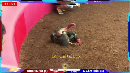 Video Clip Đòn Cáo Gà Chọi