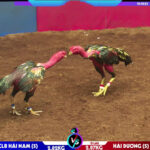 Video clip Ô lau hải dương và Tía Hậu cần