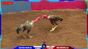 Video clip Ô lau hải dương và Tía Hậu cần