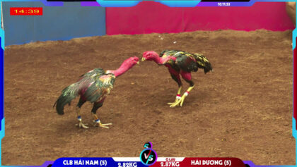 Video clip Ô lau hải dương và Tía Hậu cần