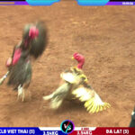 Trận Gà Thái Lan đấu với Gà Việt Nam