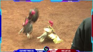 Trận Gà Thái Lan đấu với Gà Việt Nam