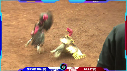Trận Gà Thái Lan đấu với Gà Việt Nam