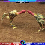 Xám thái tử FC Hoàng Dũng