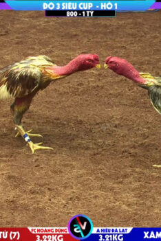 Xám thái tử FC Hoàng Dũng