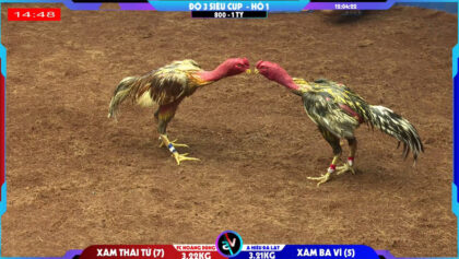 Xám thái tử FC Hoàng Dũng