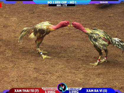 Xám thái tử FC Hoàng Dũng