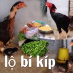 bí quyết trộn thức ăn cho gà chọi nhanh lớn