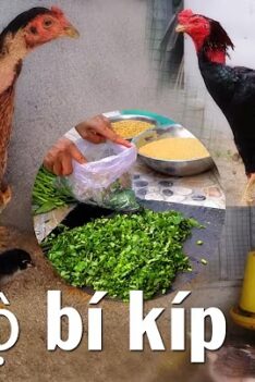 bí quyết trộn thức ăn cho gà chọi nhanh lớn