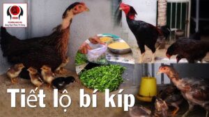 bí quyết trộn thức ăn cho gà chọi nhanh lớn