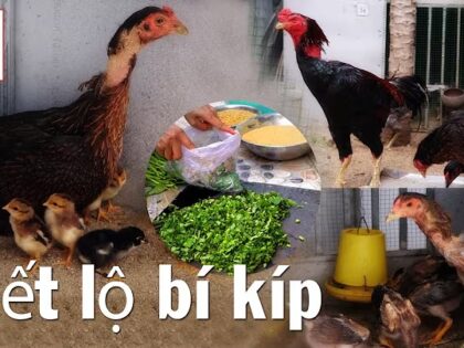 bí quyết trộn thức ăn cho gà chọi nhanh lớn