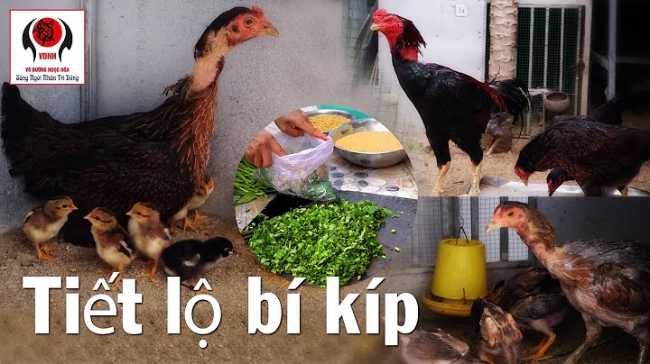 bí quyết trộn thức ăn cho gà chọi nhanh lớn