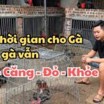 cách nuôi gà chọi khỏe, căng đỏ