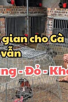 cách nuôi gà chọi khỏe, căng đỏ