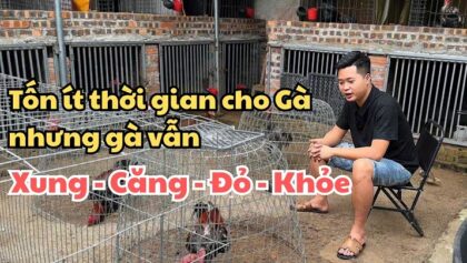 cách nuôi gà chọi khỏe, căng đỏ