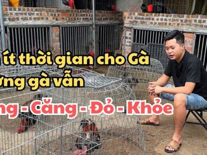 cách nuôi gà chọi khỏe, căng đỏ