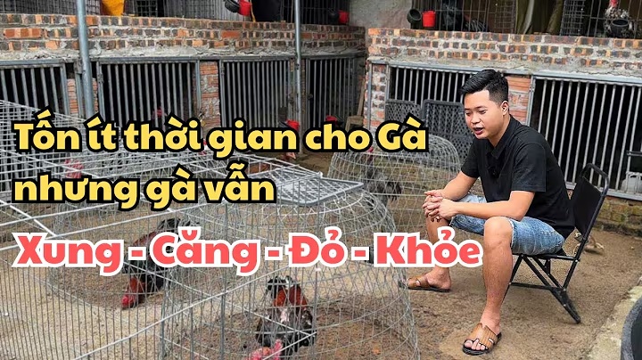 cách nuôi gà chọi khỏe, căng đỏ