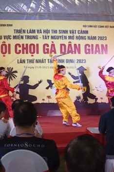 văn hóa gà nòi bình định