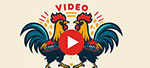 Video Gà Chọi