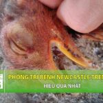 cách phòng bệnh gà rù