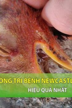 cách phòng bệnh gà rù