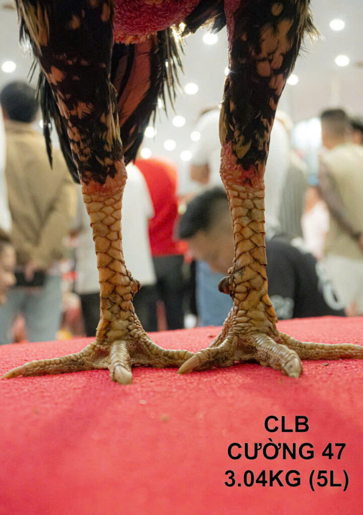 Chân vảy Gà của CLB Cường 47