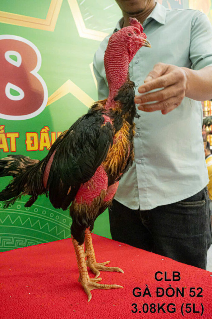 Ô B52 của Khương Tóc Dài phía CLB Gà Đòn 52