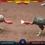 Video ô lương sơn và xám bất trị