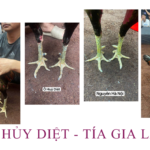 Video cuối cùng Ô Hủy Diệt