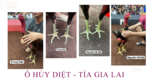 Video cuối cùng Ô Hủy Diệt