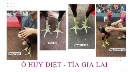 Video cuối cùng Ô Hủy Diệt
