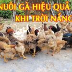 Nuôi gà chọi con mùa nóng