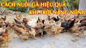 Nuôi gà chọi con mùa nóng