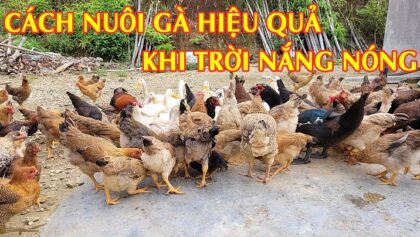 Nuôi gà chọi con mùa nóng
