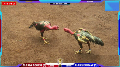 ô b52 của clb gà đòn 52